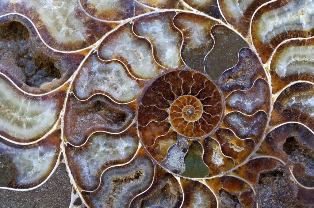 Aristotele - Vegon.net